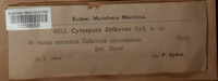Cytospora zelkovae image